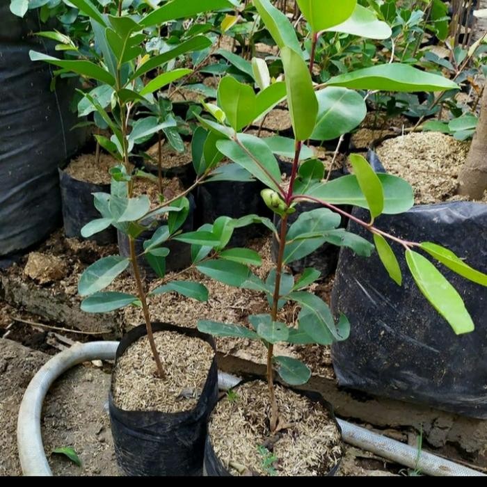 Bibit Buah Juwet Hitam Bisa Berbuah Di Dalam Pot