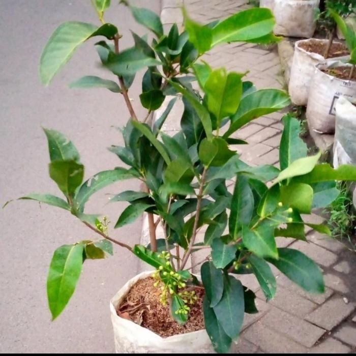 Ready Jambu Deli Merah - Pohon Jambu Deli Siap Berbuah