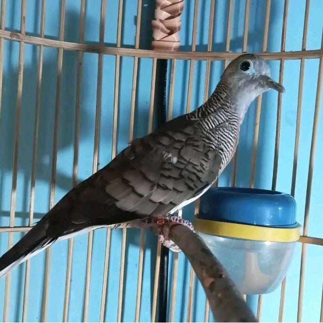Perkutut Bangkok Super (A)