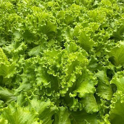 TERBATAS Ready Stock Benih Bibit Selada Keriting Anizel Naked Seed Bedjo 1 Gr