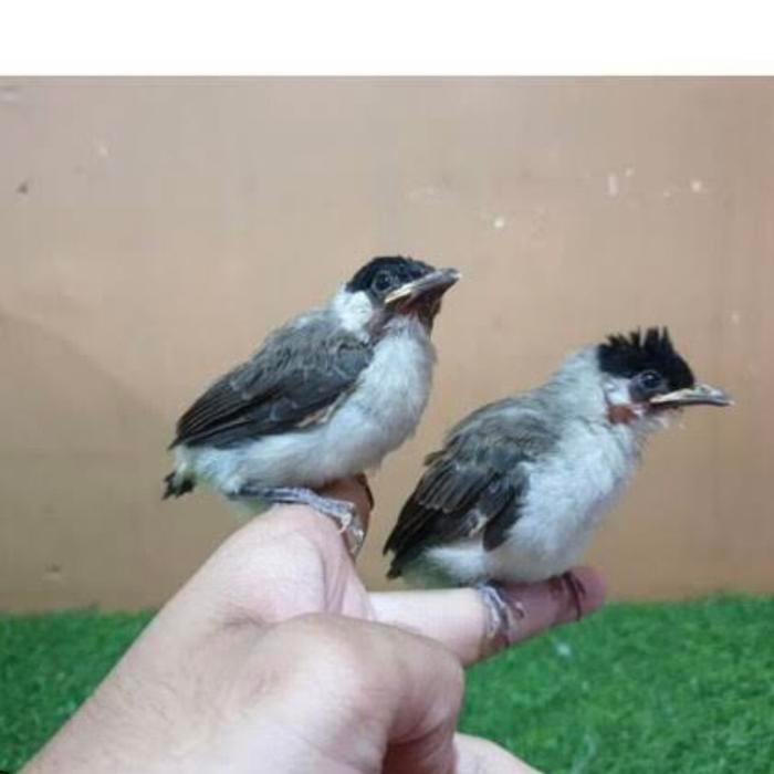 Jayus - Burung Kutilang Anak Pilihan Jatim