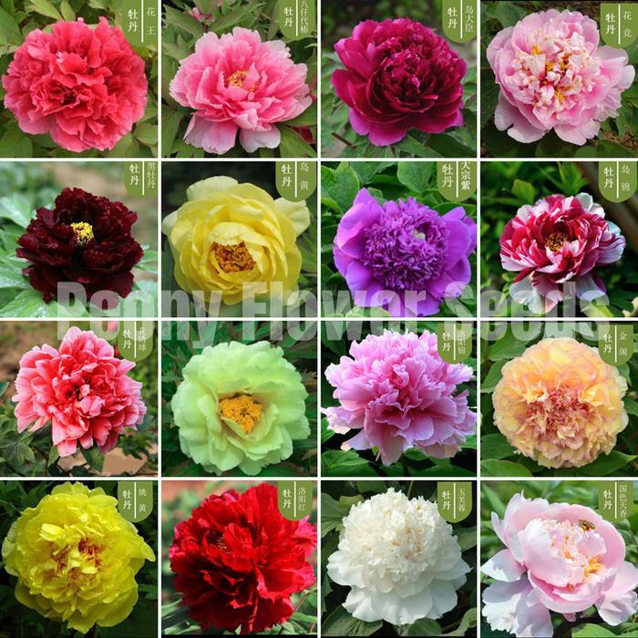 20 Buah/Pak Biji Peony Warna Campuran untuk Menanam Bunga Peony Bibit Tanaman Hidup Tanaman Bunga
