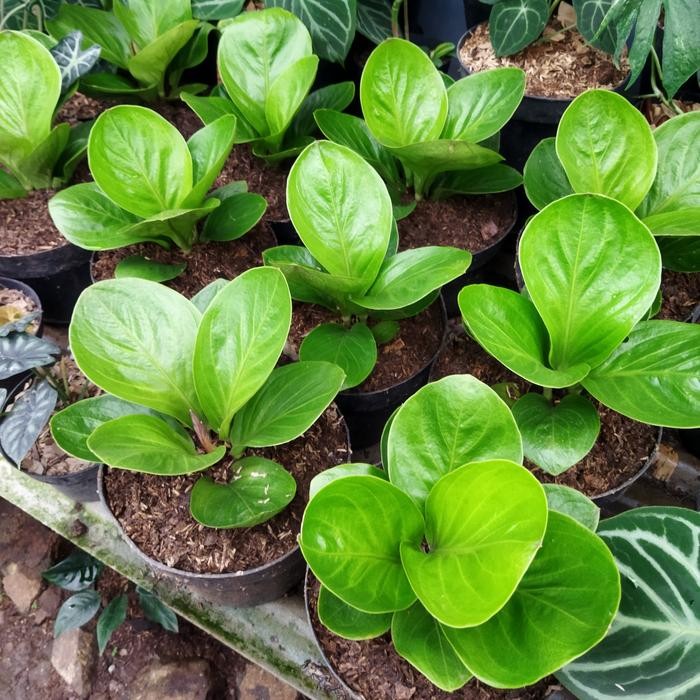 SM- tanaman hias anthurium jemani mangkok lady gaga besar