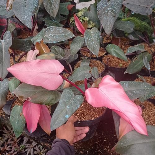 SM- tanaman hias philo dark lord pink