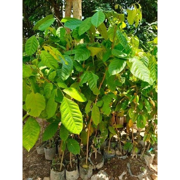 TERBAIK Jual Bibit Pohon Buah Kokosan Atau Pijitan Limited