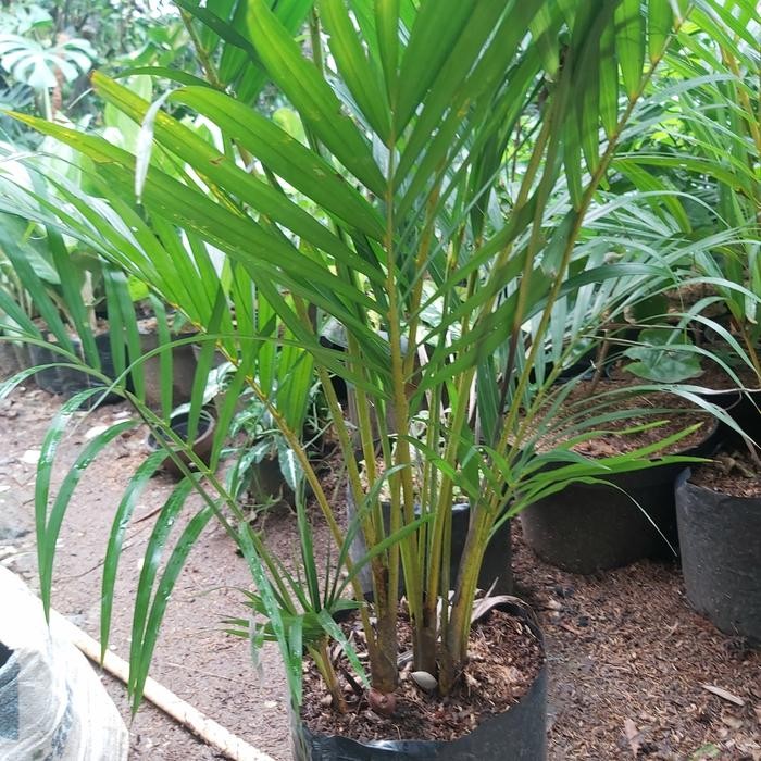 Tanaman hias palem kuning 1 meter