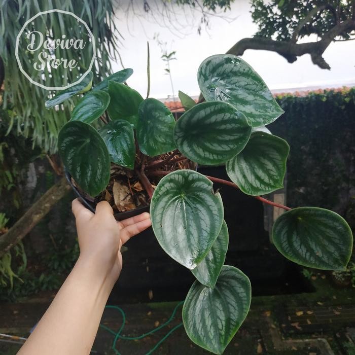 Tanaman Hias Peperomia Watermelon Daun Jumbo plus Pot