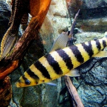 Ikan Hias Ikan Kaos Kaki Leporinus -Gratisongkir