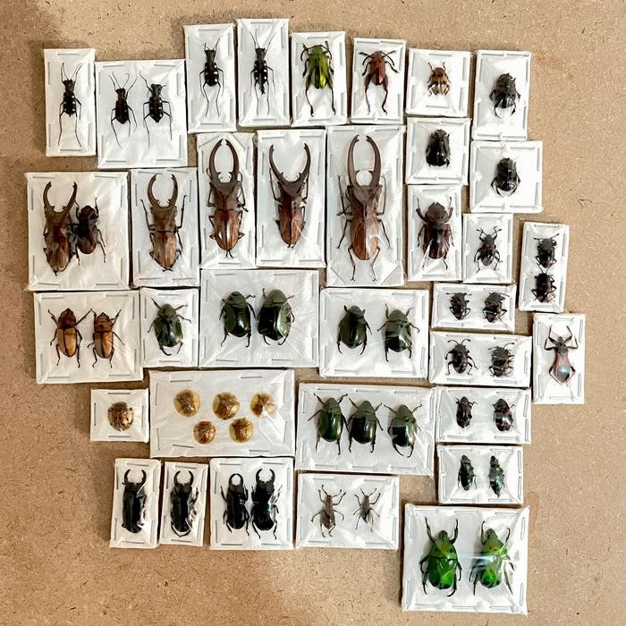 Awetan Serangga Unik Indonesia Kumbang, Taxidermy Insect, Berkualitas