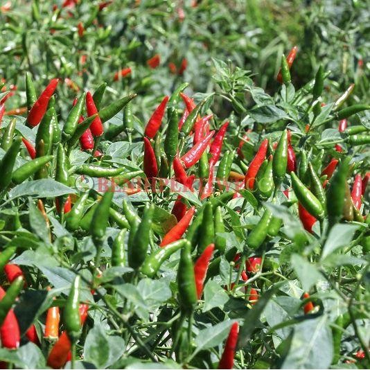 ID BENIH BIBIT CABE RAWIT HIJAU HIBRIDA ROBIN F1 60 BUTIR KEMASAN KECIL MERAH