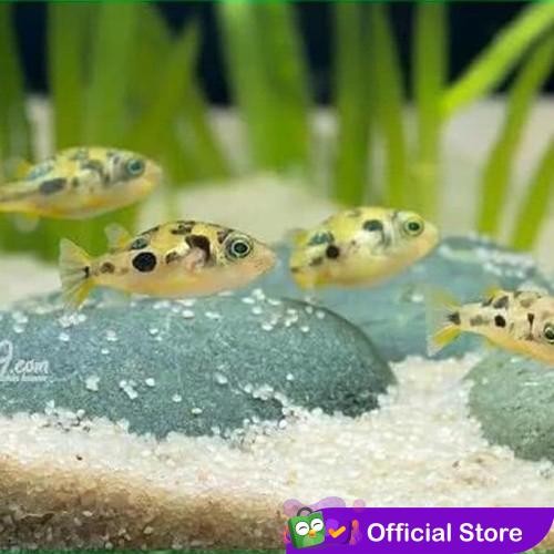 t00e- Mini Puffer / Ikan Hias Air Tawar / Pembasmi Hama Keong