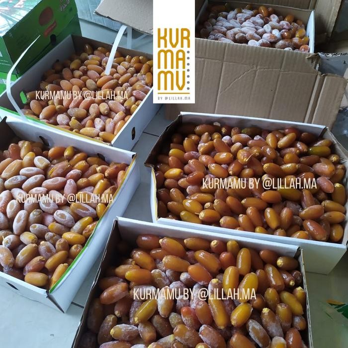 SegArRr- Kurma Ruthab Ruthob Libya Kurma Muda Kurma Promil