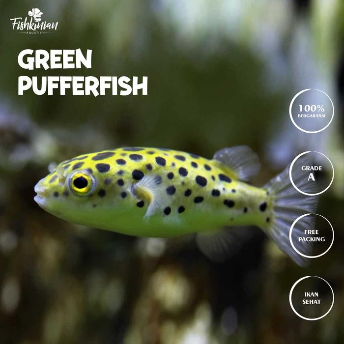 v0w1- Ikan Hias Air Tawar Aquascape Aquarium - Green Puffer Fish Ikan Buntal