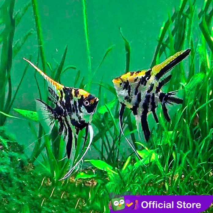 Manfish Tricolor / Angel FIsh / Ikan Hias Aquascape / Air Tawar