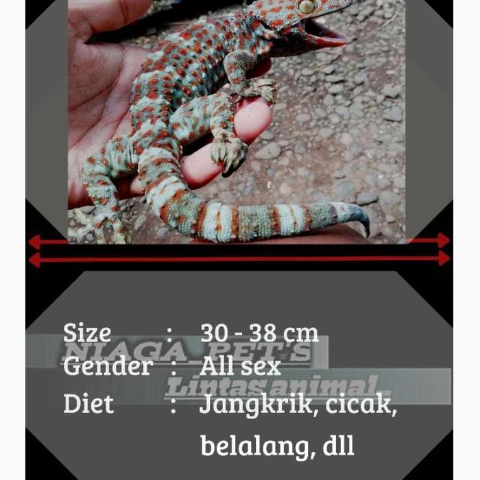 TERMURAHH tokek besar 30-38cm