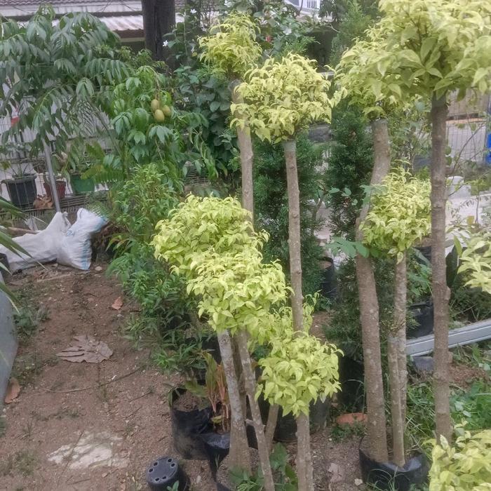 Rupa_Bagus Tanaman Pohon Bonsai Anting Putri /Pohon Bonsai Anting Putri