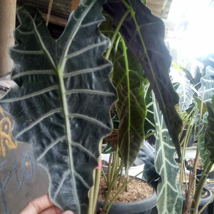 

tanaman hias keladi amazon alocasia