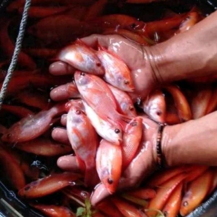 

paket isi 50 bibit nila size 2jari up