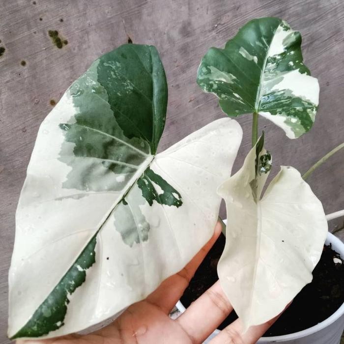 SM- Tanaman hias colocasia varigata - Sente varigata albino