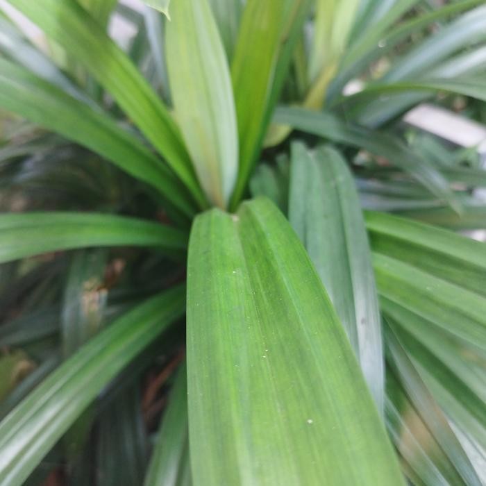 DISKON Daun Pandan Jumbo Fresh Langsung petik pohon