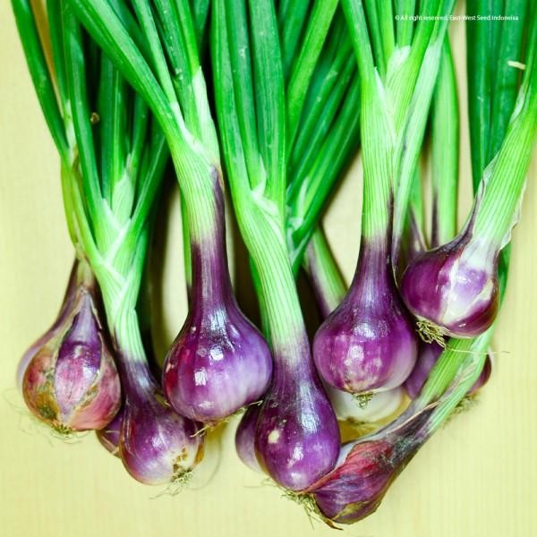 DISKON benih bawang merah lokananta 10 gram