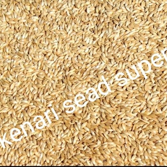 kenari sead pakan terbaik untuk kenari Lovebird dan burung lain nya