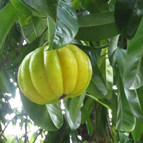 Terlaris - 4 Bibit Benih Buah Asam Kandis