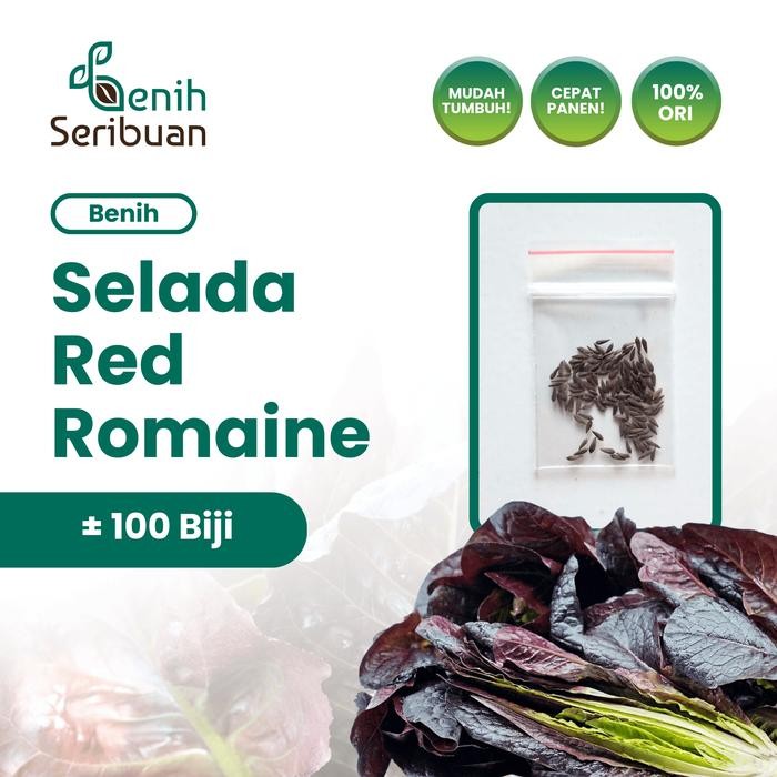 TERMURAH 100 Benih Selada Red Romaine Merah Bibit Sn Lettuce Romain Super READY STOCK