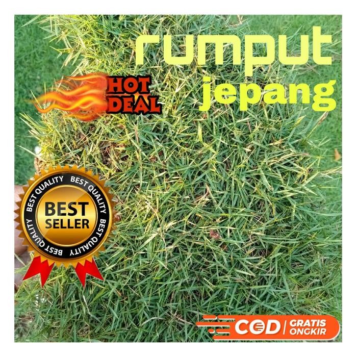 paketan 5 meter rumput jepang/rumput taman murah