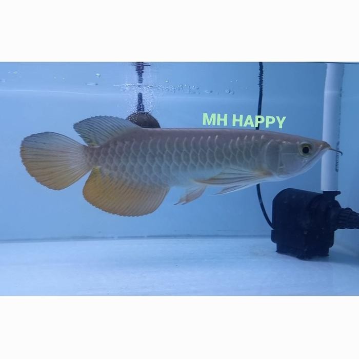 Arwana Golden Red 30 Cm. Ikan Arwana Gr Hb. Ikan Predator. Hias. Terbatas
