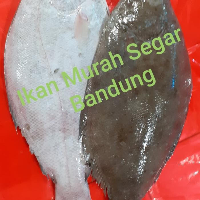 Eat77- Ikan Halibut / Pihi / Sebelah