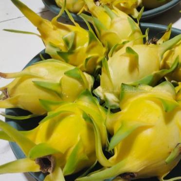 Buah Naga Golden Isis Yellow Dragon Fruit Kuning Segar