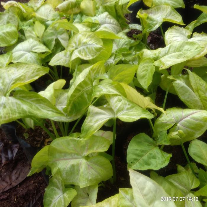 Ready Tanaman Keladi Caladium Hosta