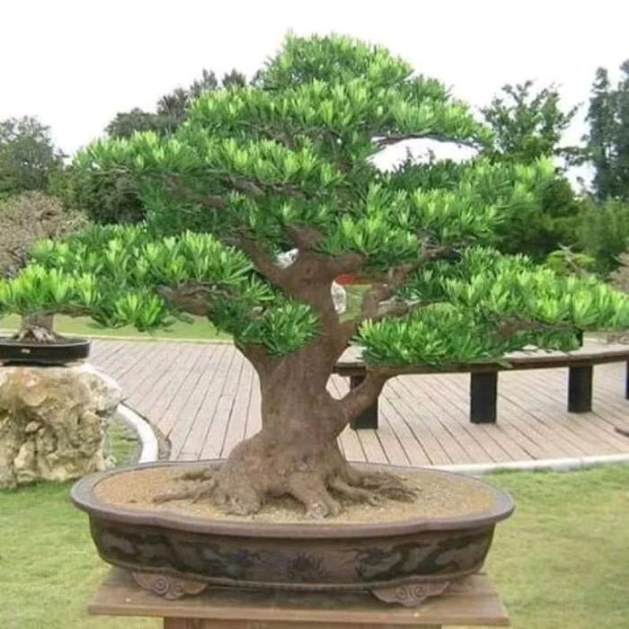DISKON Biji Benih Tanaman Lohansung Mawar - Produk Dengan Deskripsi Menyatakan Kondisi Biji Benihnya