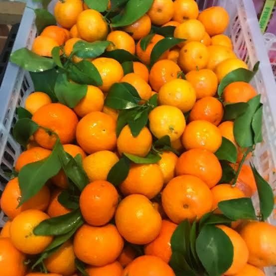 Jeruk Santang Jeruk Santang daun Jeruk Santang Segar 1kg