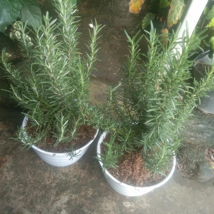 

tanaman hias rosemary (pengusir nyamuk)