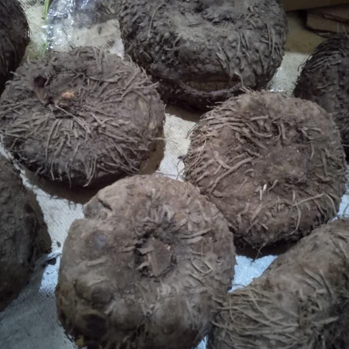 Jlterang () Terlaris Umbi Porang Bibit Umbi Prang Super Besar 1 Kg Isi