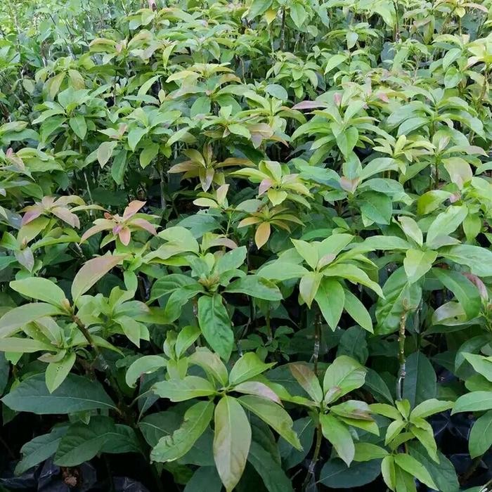 NEW bibit alpukat miki 1 meter up