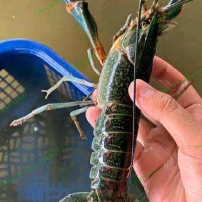 Paket Bibit/Calon Indukan Lobster Air Tawar Isi 5 Ekor Uk : 3In Up