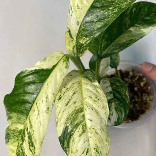 Stok Baru Tanaman Hias Rhaphidophora Puberula Variegated