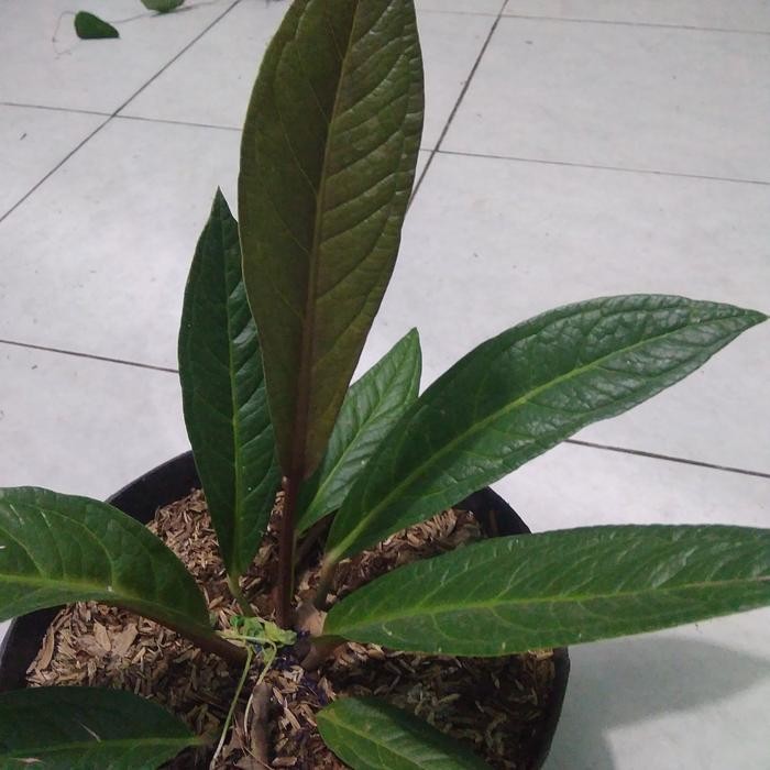 Anthurium black jemani