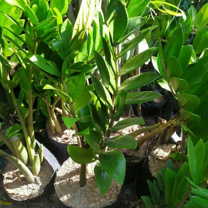 tanaman zz plant dolar