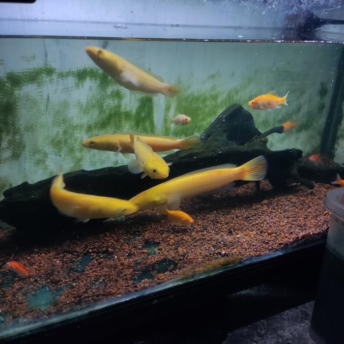 CHANNA TOMAN XANTHIC (MICROPELTES)