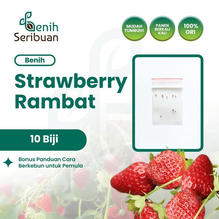 Terlaris 10 Benih Strawberry Rambat Import Benih Buah Stroberi Manis Unggul SALE