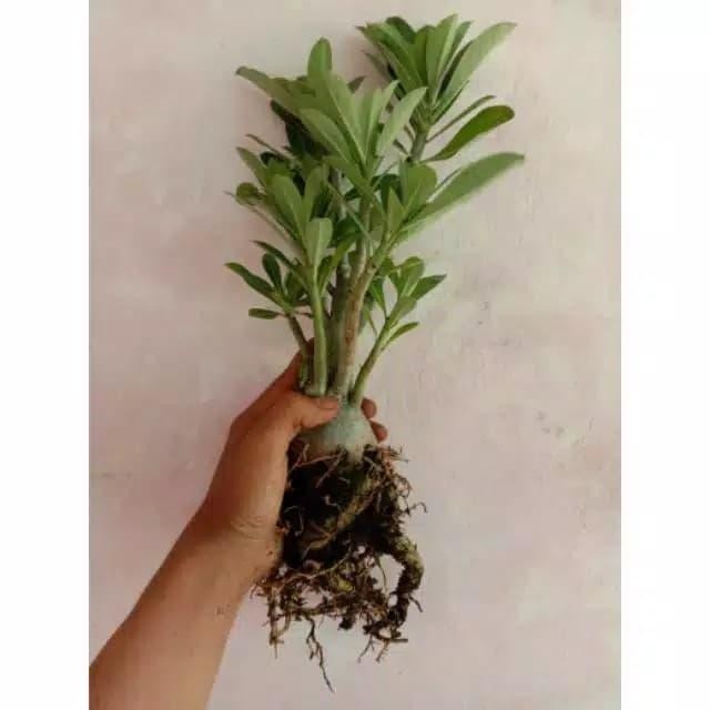 [ TANAMAN HIAS ADENIUM BONGGOL BESAR CABANG RIMBUN -Tanaman hias adenium ]