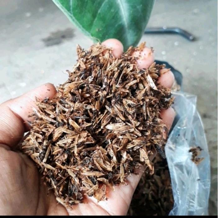 TERBARU sekam fermentasi 500 Gram, sekam + cocopeat fermentasi Tanaman