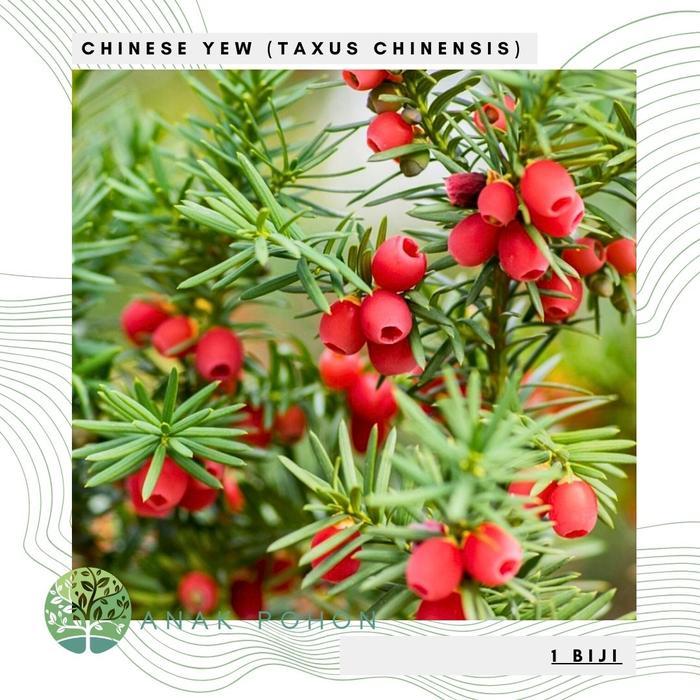 Benih Bibit Biji - Chinese Yew Taxus chinensis Medical Herb Seeds - IMPORT - Herbal Tiongkok