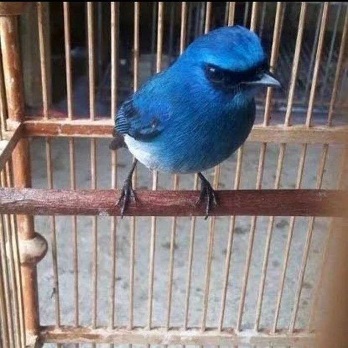 Jayus - Burung Tledekan Laut Gacoran