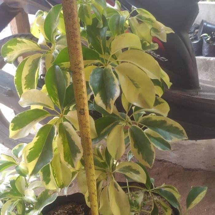 Jlterang Tanaman Untuk Pot Walisongo Daun Lebar Varigata