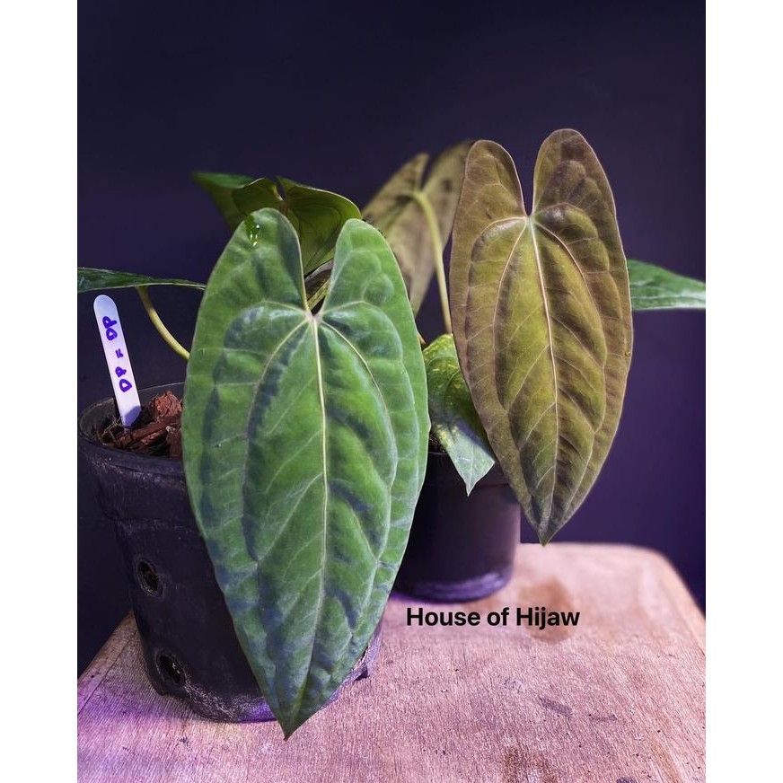 BOOM SALE ANTHURIUM DARK PHOENIX BY HOUSE OF HIJAW